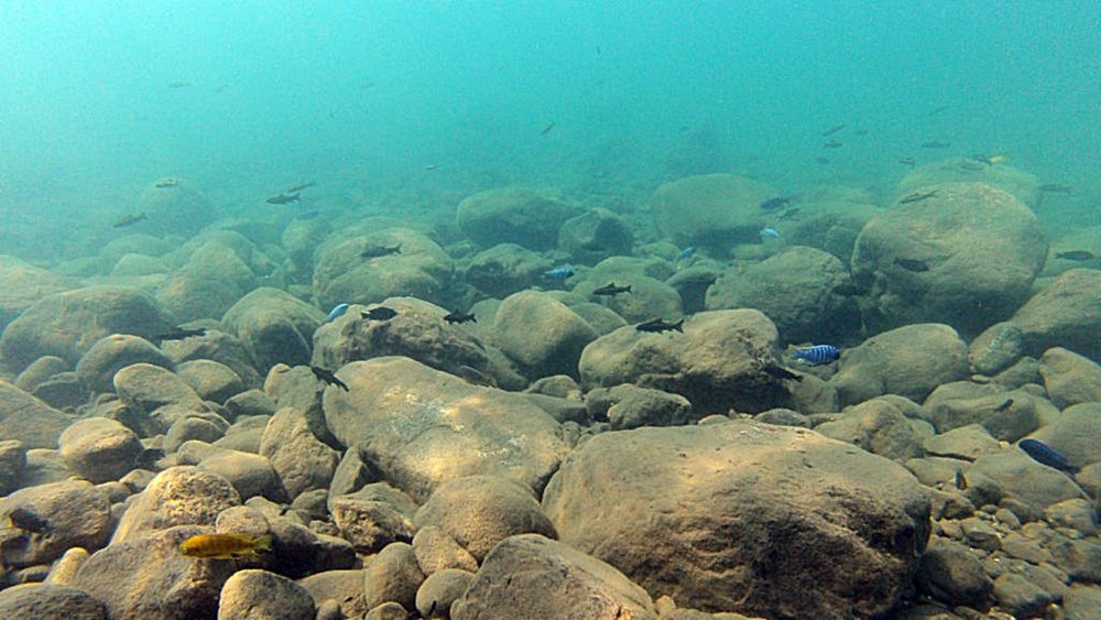 lake-malawi-fishes-1024x576.jpg.9bd44e65061655795b83099cd1f77540.thumb.jpg.053ae8a2eabc0e285a0e7d0ada45a72b.jpg