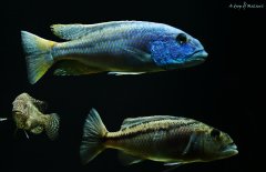 Aristochromis christyi i Nimbochromis linii