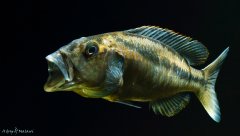 Aristochromis christyi