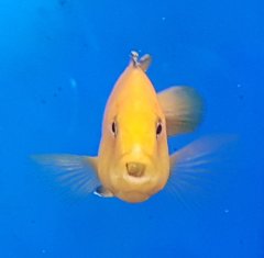 Labidochromis Caeruleus i konik polny