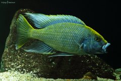 Nimbochromis venustus