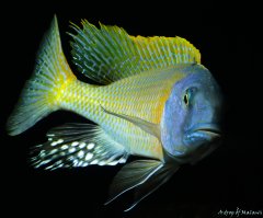 Buccochromis rhoadesii yellow