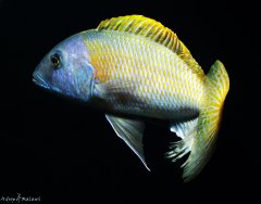 Buccochromis rhoadesii yellow