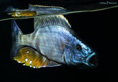 Dimidiochromis compressiceps