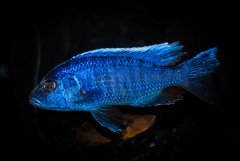 Sciaenochromis ahli electric blue.