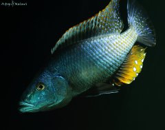 Dimidiochromis compressiceps