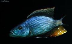 Dimidiochromis compressiceps