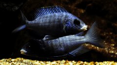 Placidochromis Phenochilus Mdoka White Lips