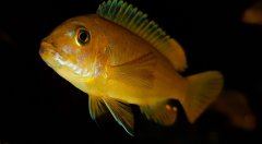 Metriaclima Msobo Magunga