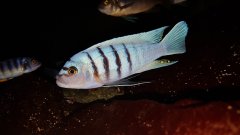 Cynotilapia Hara
