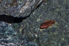 Więcej informacji o „Iodotropheus sprengerae - narybek około 3 cm”