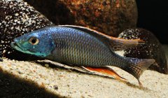 Dimidiochromis Strigatus