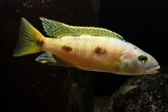 Exochochromis Anagenys Yellow