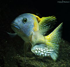 Buccochromis rhoadesii yellow