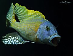 Buccochromis rhoadesii yellow