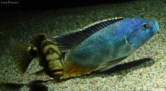 Nimbochromis livingstonii