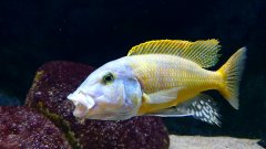 Buccochromis rhodesi yellow samiec F1