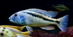 Więcej informacji o „Aristochromis chrystyi samiec ok. 18 cm”
