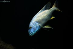 Aristochromis christyi