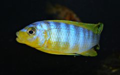 Metriaclima Aurora