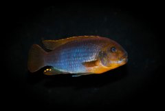 Iodotropheus sprengerae.