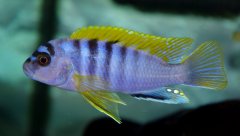 Więcej informacji o „Labidochromis Hongi - samiec ok 9cm”
