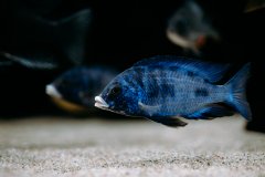 Placidochromis Phenochilus Mdoka White Lips