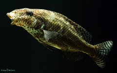 Nimbochromis linii