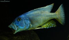 Aristochromis christyi "Jastrząb z Malawi"