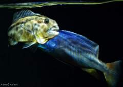 Aristochromis christyi