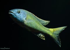 Champsochromis caeruleus