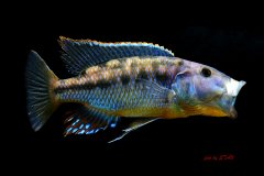 Tyrannochromis macrostoma