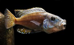 Nimbochromis Fuscotaeniatus