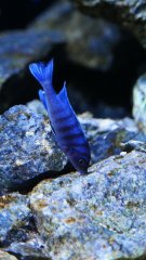 Cynotilapia sp. 'Hara' Gallireya Reef