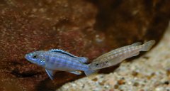 Więcej informacji o „Labidochromis joanjohnsonae”