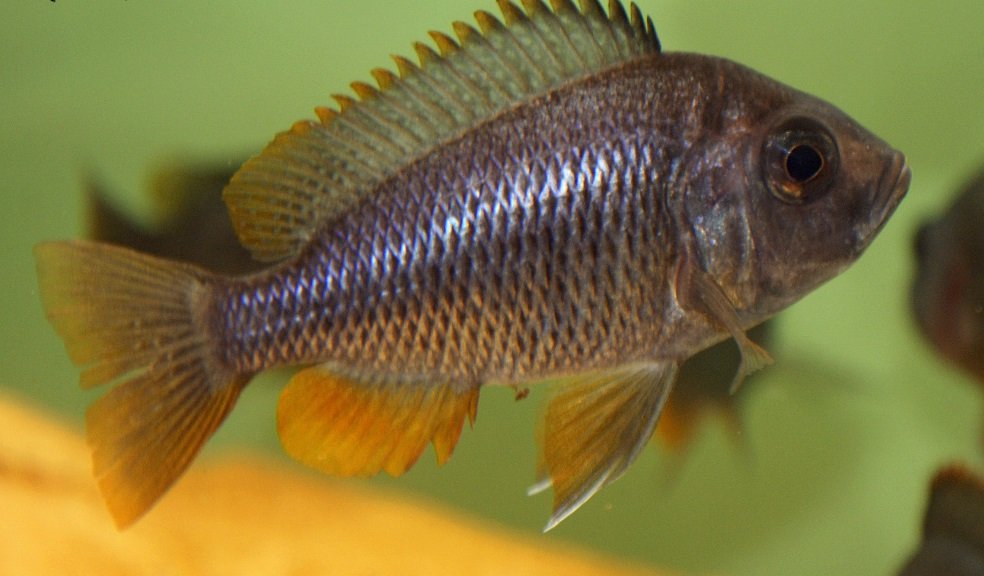 1068626386_Copadichromis_borleyi_Kadango4pop.jpg.9f1ca0f741abe74a84e7d6a3f78e8dfb.jpg