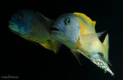 Malawi patrol - Aristochromis christyi i Buccochromis rhoadesii yellow