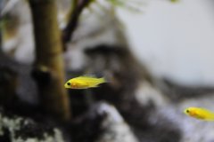 Labidochromis Caeruleus Kakusa, 2 cm