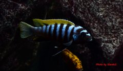 Cynotilapia Zebroides Jalo Reef - samiec ok 8cm