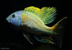 Buccochromis rhoadesii yellow