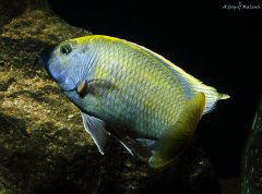 Nimbochromis venustus