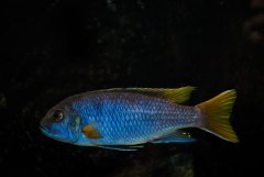 Pseudotropheus acei