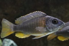 Copadichromis borleyi Kadango