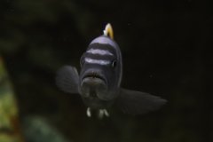 Cynotilapia zebroides Likoma