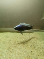 Copadichromis Mloto