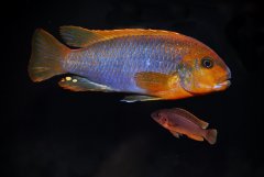 Iodotropheus sprengerae. Samiec ok. 12 cm a  samica około 4 cm.