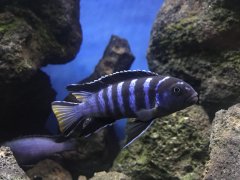 Pseudotropheus sp. Elongatus Mpanga, Mpanga Rocks Samiec 9 cm