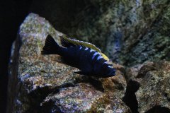 Cynotilapia aurifrons Luwino Reef