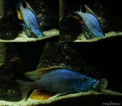 Więcej informacji o „Dimidiochromis compressiceps”