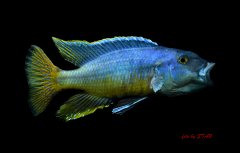 Taeniochromis holotaenia